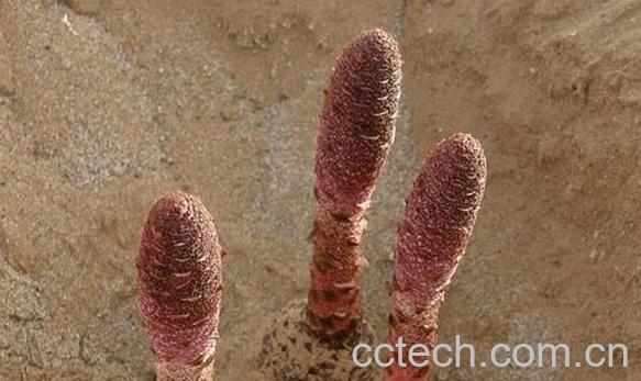 果蔬百科锁阳-0