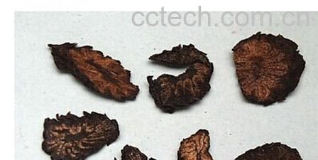 果蔬百科肉苁蓉-0