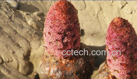 果蔬百科锁阳怎么吃效果好-0