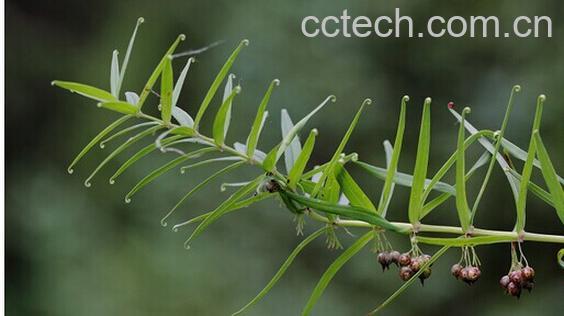 果蔬百科卷叶黄精-0