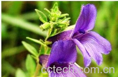 果蔬百科毛麝香-0