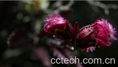 果蔬百科毛盔马先蒿-0