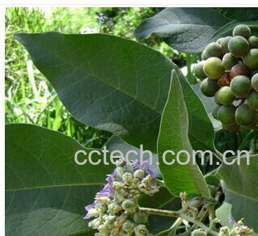 果蔬百科蔓荆子-0