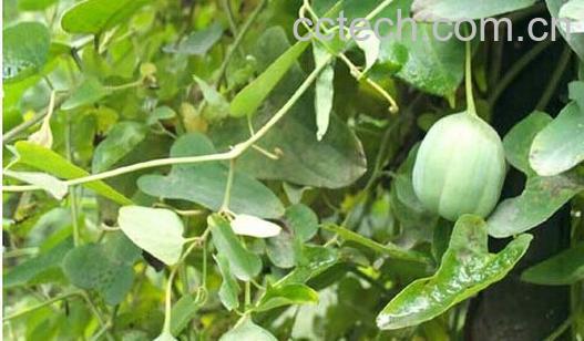 果蔬百科马兜铃-0