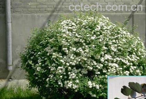 果蔬百科麻叶绣球-0