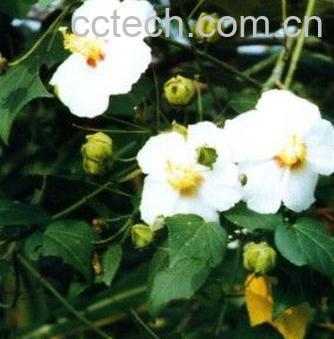 果蔬百科山芙蓉-0