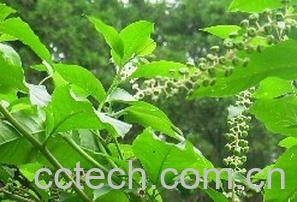 果蔬百科甘遂-0