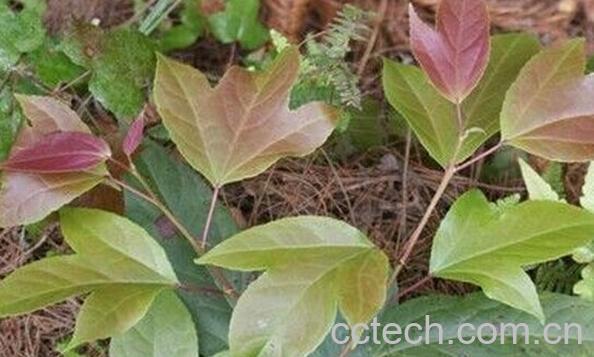 果蔬百科半枫荷-0