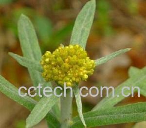 果蔬百科鼠曲草-0