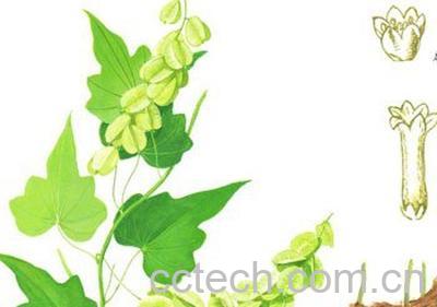 果蔬百科蜀葵-0