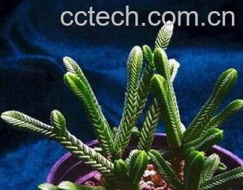 果蔬百科青锁龙-0