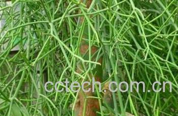 果蔬百科青珊瑚-0