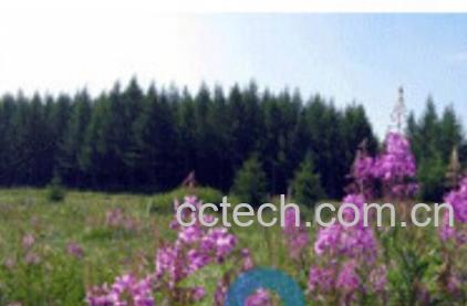 果蔬百科柳兰-0