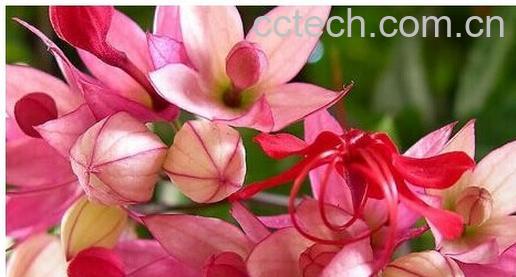 果蔬百科 龙吐珠-0