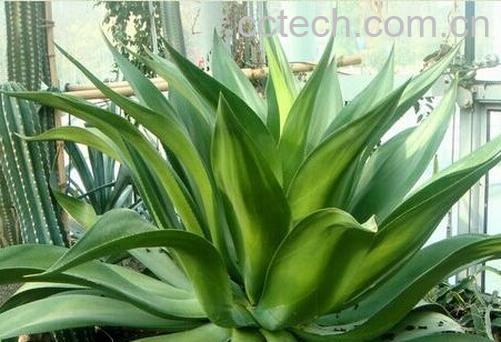 果蔬百科龙舌兰-0