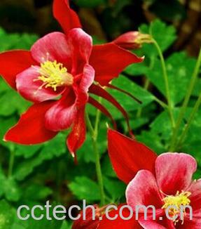 果蔬百科耧斗菜-0