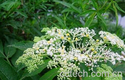 果蔬百科陆英-0