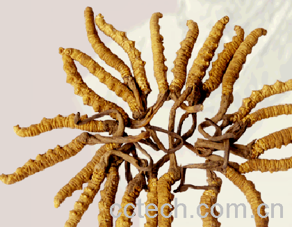 果蔬百科冬虫夏草怎么吃最好 冬虫夏草吃法-0