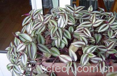 果蔬百科鸭跖草-0