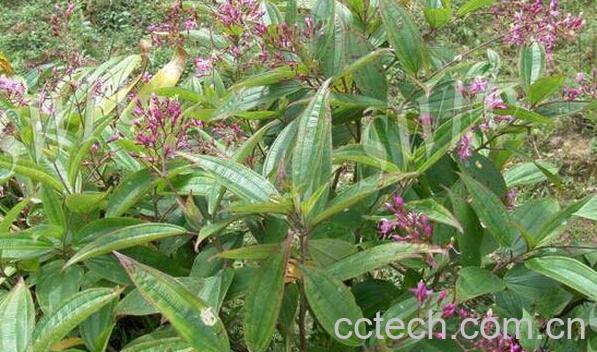 果蔬百科尖子木-0