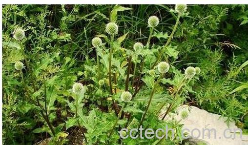 果蔬百科 蓝刺头-0