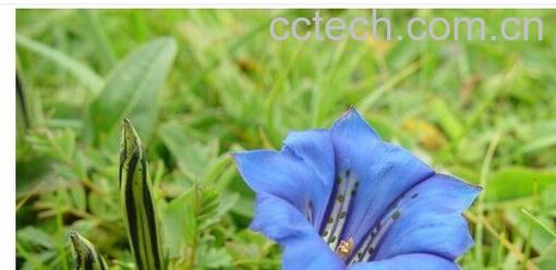 果蔬百科蓝玉簪龙胆-0