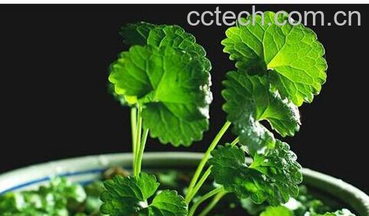 果蔬百科 观音莲-0