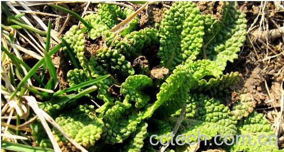 果蔬百科荔枝草-0