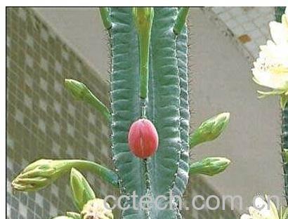 果蔬百科 量天尺-0