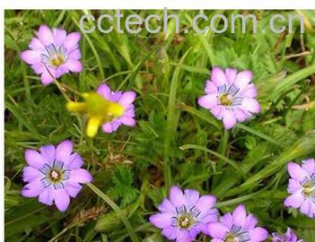 果蔬百科 裂膜蔓龙胆-0