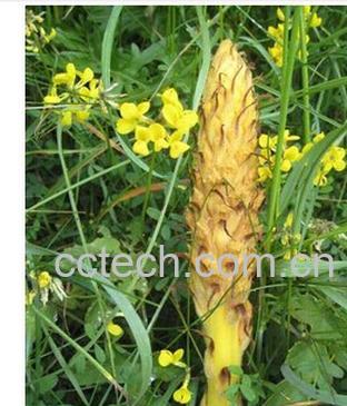 果蔬百科列当-0