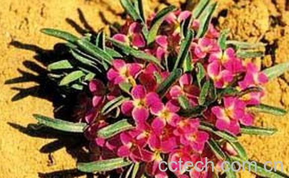 果蔬百科红紫桂竹香-0