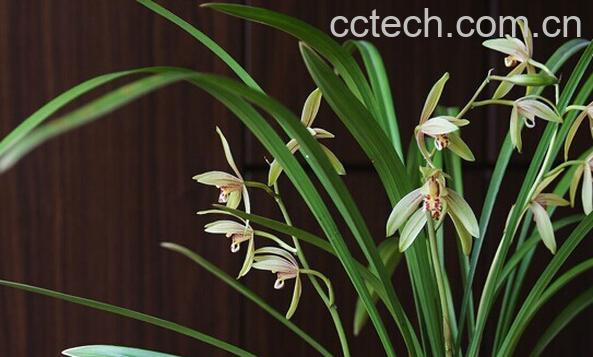 果蔬百科建兰-0