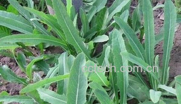 果蔬百科败酱草-0