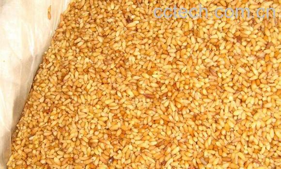 果蔬百科柏子仁-0