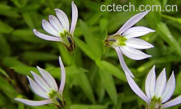 果蔬百科半边莲-0