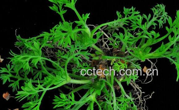 果蔬百科假吐金菊-0