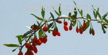 果蔬百科枸杞-0