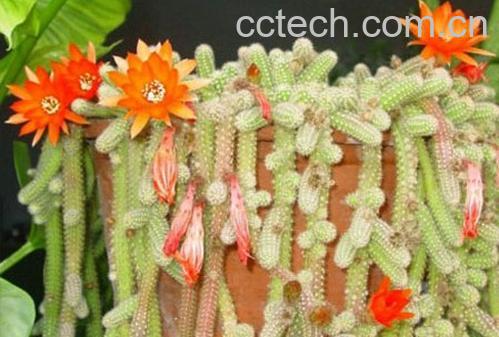 果蔬百科鼠尾掌-0