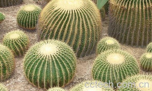 果蔬百科金琥-0