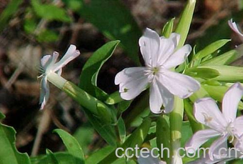 果蔬百科石碱草-0