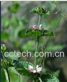 果蔬百科萝卜秦艽-0