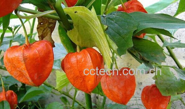 果蔬百科锦灯笼-0