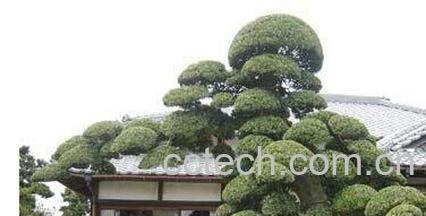 果蔬百科 罗汉松的功效与作用-0