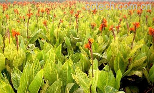 果蔬百科金边石菖蒲-0