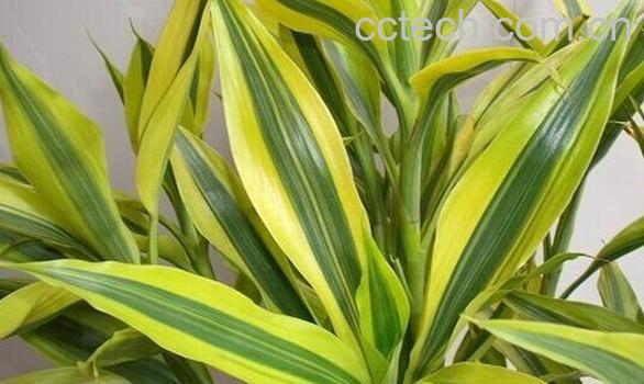 果蔬百科金边富贵竹-0