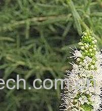 果蔬百科 留兰香-0