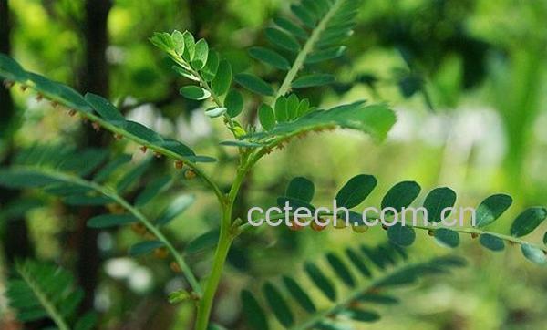 果蔬百科叶下珠-0