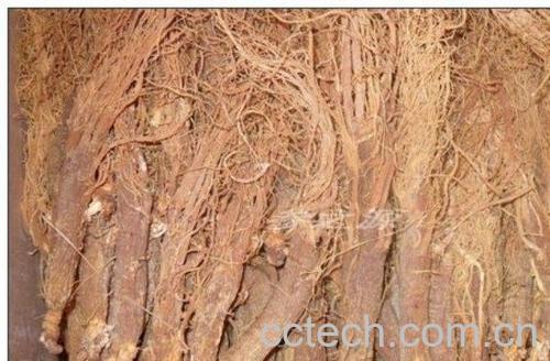 果蔬百科红人参-0