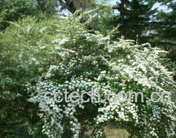 果蔬百科楔叶绣线菊-0